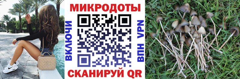 Галлюциногенные грибы Psilocybine cubensis  Емва 